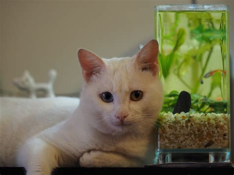 Cats Playing Inside Custom-Built Fishtank Are Totally Living the Dream ...