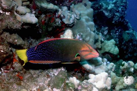 Yellowtail coris - Moalboal Reef Species