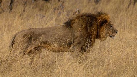 Why We Care About Cecil the Lion | The Brian Lehrer Show | WNYC