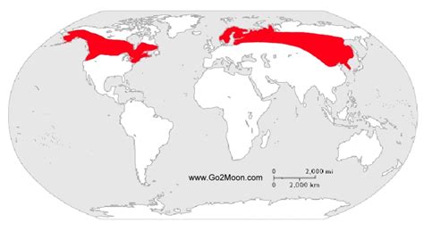 Our Biome on a Map - Boreal Forest and Taiga