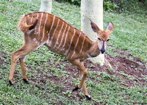 African Nyala Deer By Chua ChinLeng | ubicaciondepersonas.cdmx.gob.mx