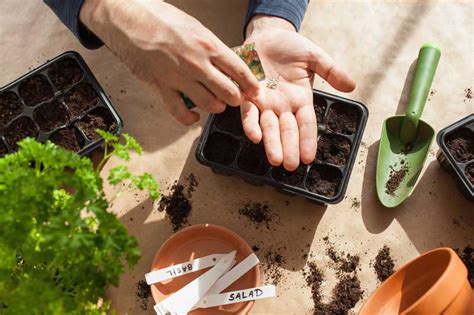 Planting Seeds for Beginners — San Diego Seed Company