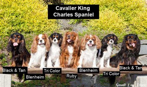 99+ Colors Of King Charles Cavaliers - l2sanpiero