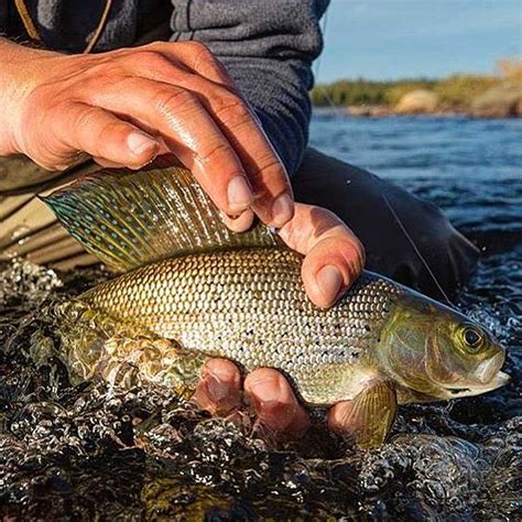 Thinking of getting into Grayling fishing? These tips will help.