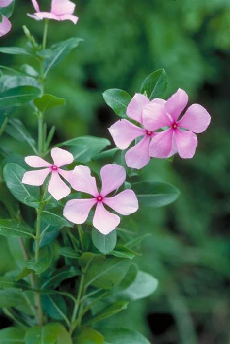 Catharanthus roseus Images - Useful Tropical Plants