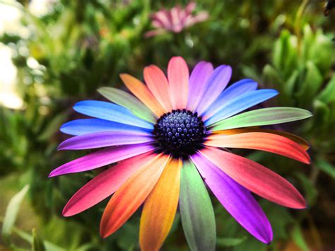 Free Flower Pictures, Download Free Flower Pictures png images, Free ...