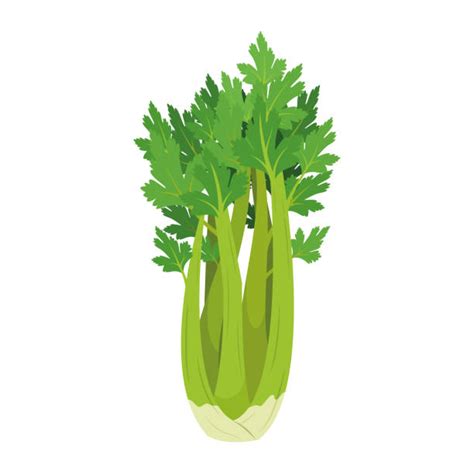 8,300+ Celery Stock Illustrations, Royalty-Free Vector Graphics & Clip ...