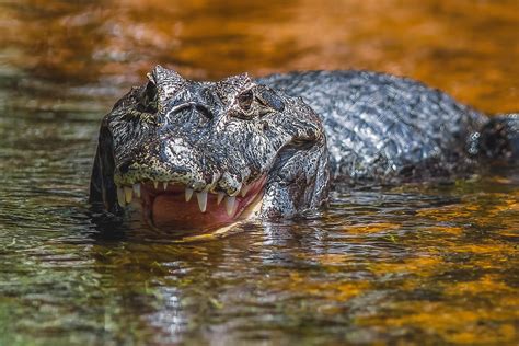 Download Water Animal Alligator HD Wallpaper