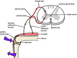 Efferent nerve - wikidoc