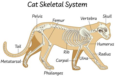 Anatomy of a cat skeletal system design 1337897 Vector Art at Vecteezy