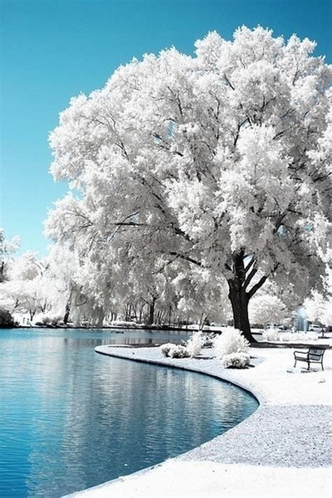 Infrared Tree Photography