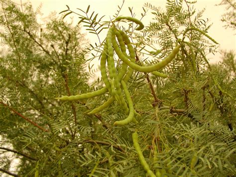 mesquite tree seed pods | Pics4Learning