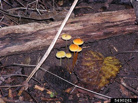 Mycena mushroom (Mycena luteopallens)