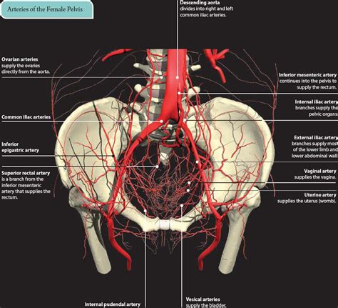 Female Pelvic Anatomy Blood Supply Arteries And Veins Of Pelvic ...