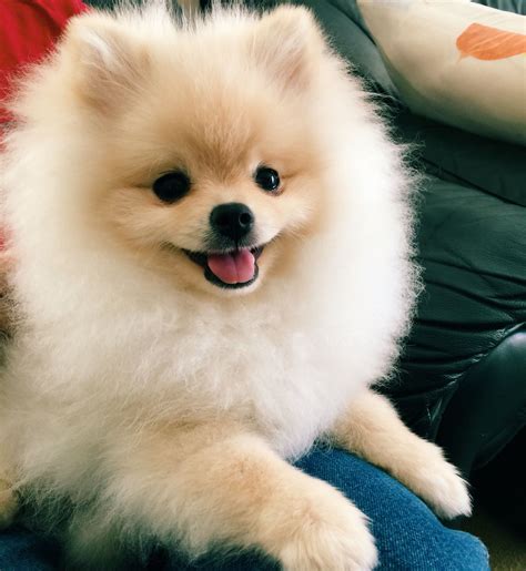 Super happy pomeranian puppy! | Pomeranian puppy, Cute pomeranian ...