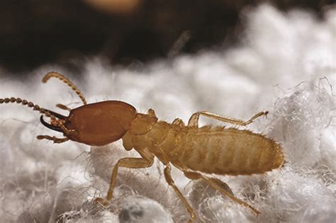 Formosan Subterranean Termites: Treatment, Control, Damage