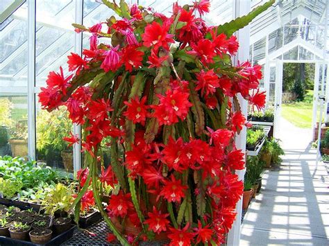 TRAILING CACTUS WITH RED FLOWER | red flowering cactus 2 | Flickr ...