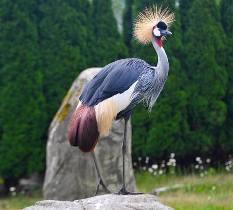 East African Crowned Crane - Cougar Mountain Zoo