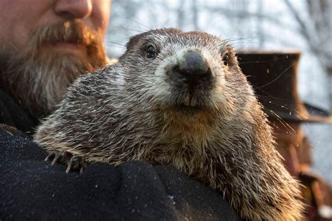 Groundhog Day: Did Punxsutawney Phil see his shadow? Groundhog predicts ...