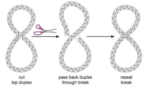 what is the function of topoisomerase in dna replication