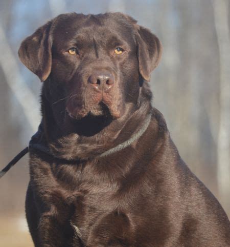 english labrador chocolate - Google Search | Labrador, Labrador ...