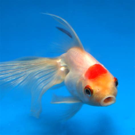 white goldfish | Elma | Flickr