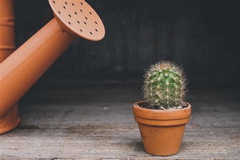 How to Grow a Cactus Indoors in a Pot Succesfully!