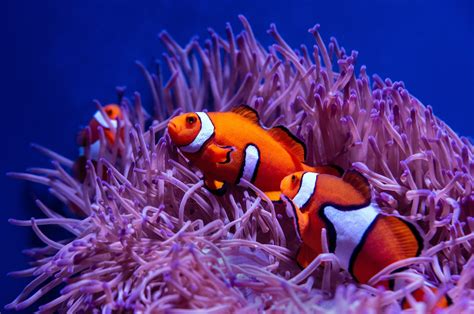 Download Sea Life Fish Animal Clownfish 4k Ultra HD Wallpaper