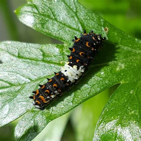 Eastern Black Swallowtail Caterpillar | Project Noah