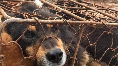 Petition · Help us fight the dog meat trade · Change.org