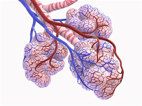 New Treatments for Idiopathic Pulmonary Fibrosis