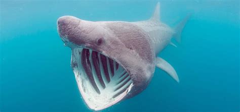 The Big Mouthed Basking Shark | Critter Science