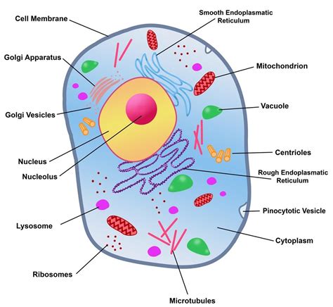 Cell Membrane In Plant Cell Or Animal Cell