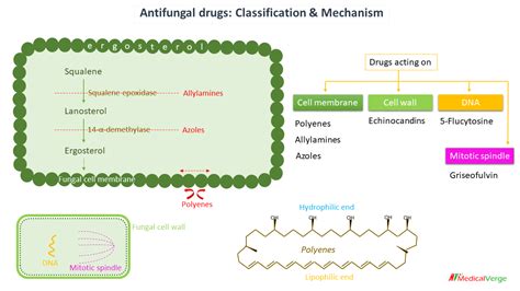 Antifungal drugs: classification, mechanism, uses and side effects ...