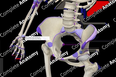 Arcuate Line of Ilium | Complete Anatomy