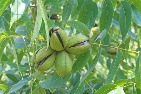 when do pecan trees lose their leaves