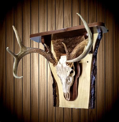 Whitetail Deer Skull Wall Mount European Style Rustic Walnut Wall Shelf ...