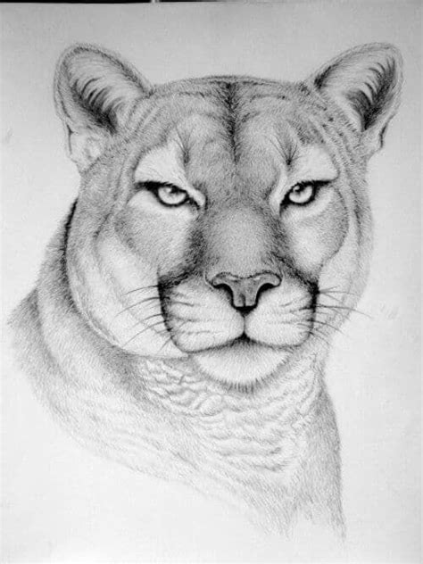 En Güzel Hayvan Çizim Örnekleri | Pixselle | Realistic animal drawings ...