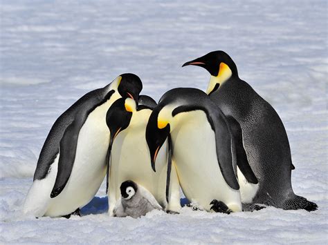 Descubren nuevas colonias de pingüino emperador en la Antártida – KISS FM