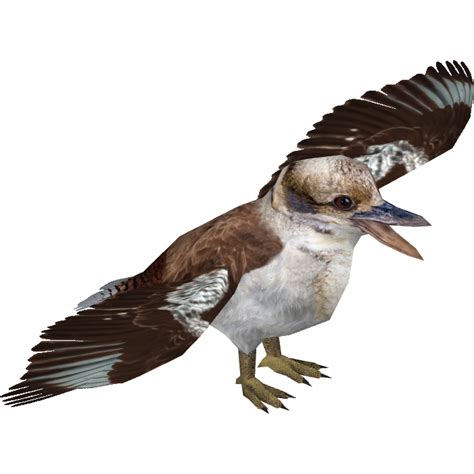 Laughing Kookaburra (MiBound) | ZT2 Download Library Wiki | FANDOM ...