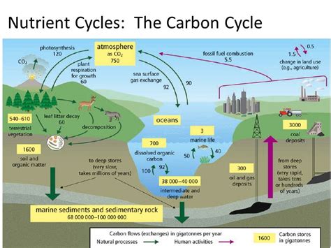 The Carbon Cycle - EARTH'S SYSTEMS