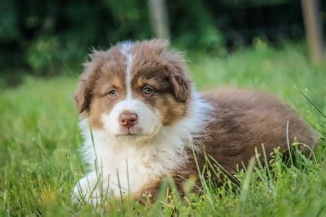 Ultimate Australian Shepherd Shedding Solutions: Minimize the Mess