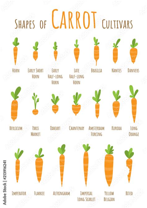 Typical shapes of carrot cultivars, size comparison, Vector ...