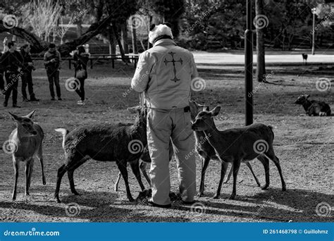 The Sacred Deer Guardians of the Nara Temple in Japan Editorial Stock ...