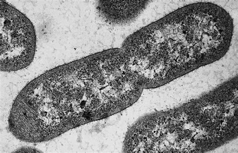 Bacteria_Growth