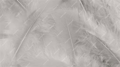 Premium Photo | White feather wool pattern texture background