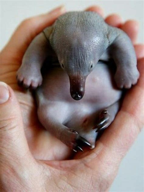 Bebe echidna | Cute baby animals, Animals beautiful, Cute animals