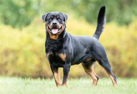 Rottweiler | Description, Temperament, Images, & Facts | Britannica