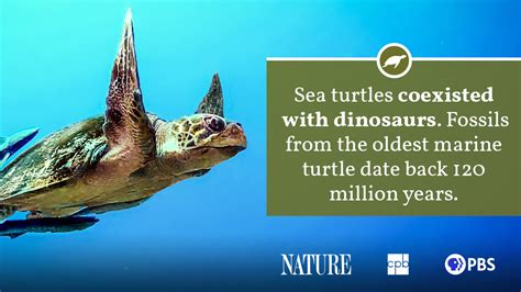 Sea Turtle Fact Sheet | Blog | Nature | PBS