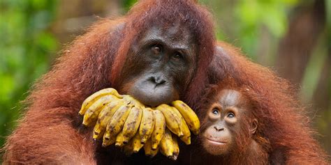 Bornean Orangutan Habitat